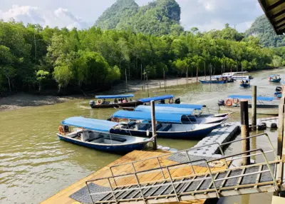 Mangrove Tours