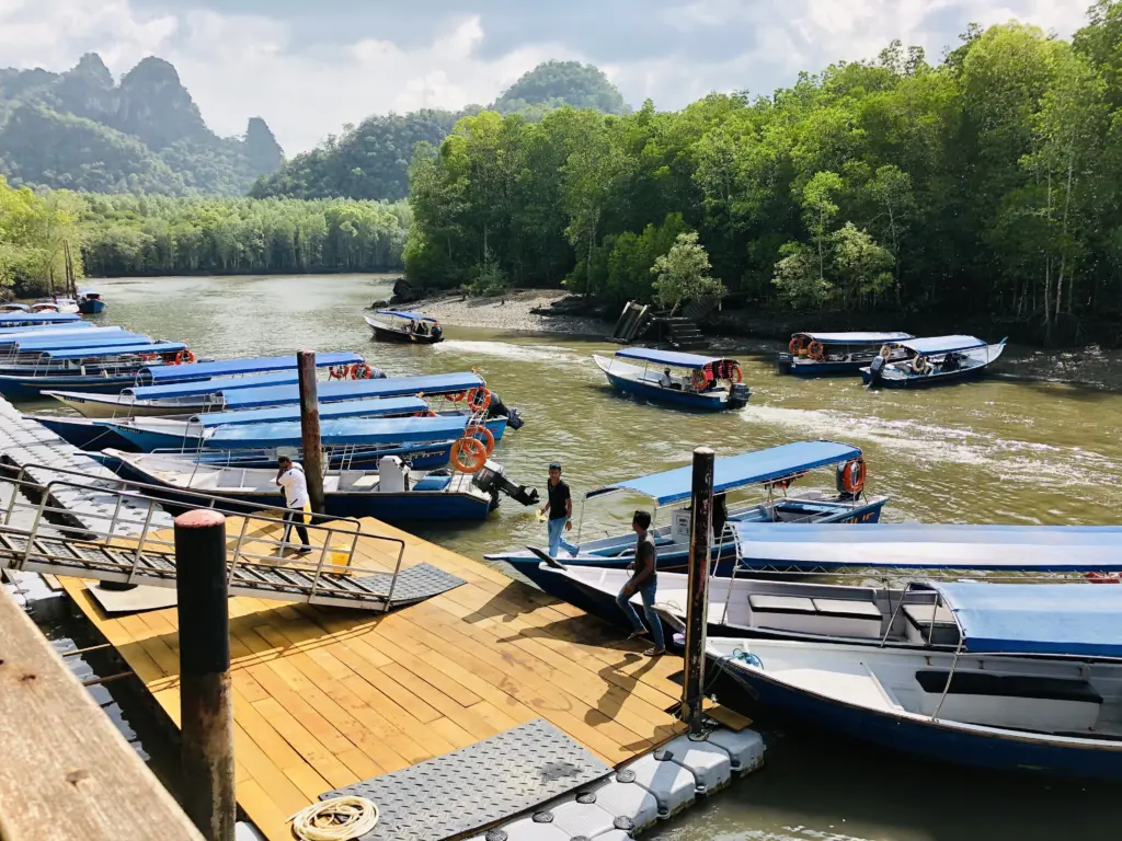 mangrove tours and night safari